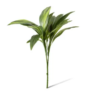Cordyline Spray - 56 x 50 x 76cm by null, a Plants for sale on Style Sourcebook