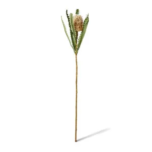 Banksia Stem - 14 x 14 x 58cm by null, a Plants for sale on Style Sourcebook