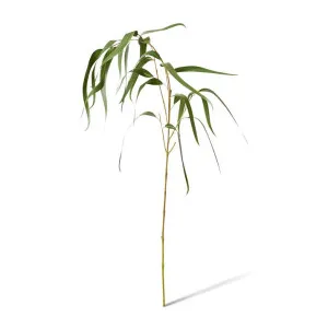 Eucy Gum Spray - 58 x 40 x 96cm by null, a Plants for sale on Style Sourcebook