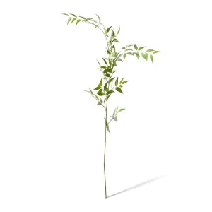 Ruscus Italian Leaf Spray - 20 x 10 x 124cm by null, a Plants for sale on Style Sourcebook