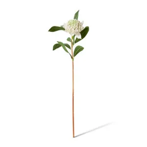 Waratah Flower Stem - 24 x 22 x 69cm by null, a Plants for sale on Style Sourcebook