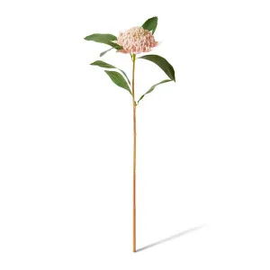 Waratah Flower Stem - 24 x 22 x 69cm by null, a Plants for sale on Style Sourcebook
