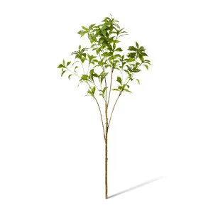 Pieris Japonica Leaf Branch - 48 x 40 x 120cm by null, a Plants for sale on Style Sourcebook