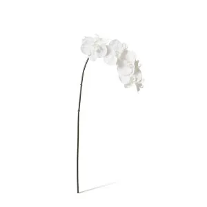 Phalaenopsis Orchid Stem - 20 x 8 x 95 cm by null, a Plants for sale on Style Sourcebook