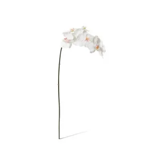 Phalaenopsis Orchid Stem - 20 x 8 x 95 cm by null, a Plants for sale on Style Sourcebook