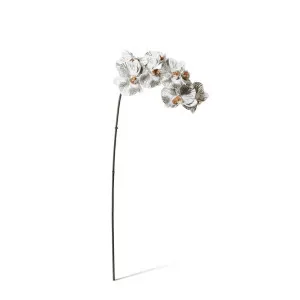 Phalaenopsis Orchid Stem - 20 x 8 x 95 cm by null, a Plants for sale on Style Sourcebook
