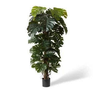 Monstera Totem Potted - 90 x 90 x 180 cm by null, a Plants for sale on Style Sourcebook