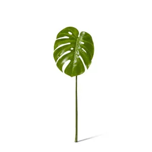Monstera Leaf - 25 x 22 x 60 cm by null, a Plants for sale on Style Sourcebook