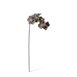 Phalaenopsis Orchid Stem - 20 x 8 x 95 cm by null, a Plants for sale on Style Sourcebook