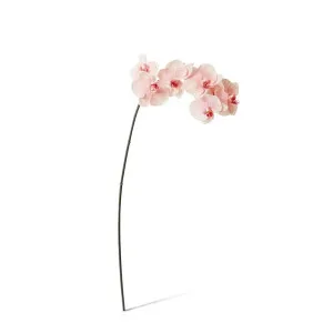 Phalaenopsis Orchid Stem - 20 x 8 x 95 cm by null, a Plants for sale on Style Sourcebook