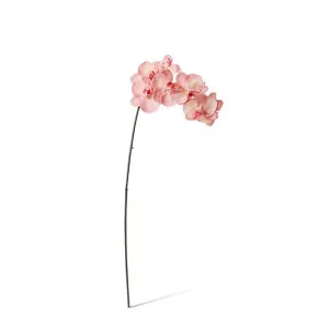 Phalaenopsis Orchid Stem - 20 x 8 x 95 cm by null, a Plants for sale on Style Sourcebook