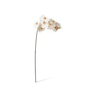 Phalaenopsis Orchid Stem - 20 x 8 x 95 cm by null, a Plants for sale on Style Sourcebook