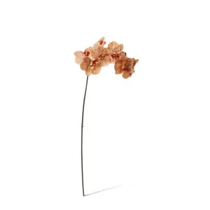 Phalaenopsis Orchid Stem - 20 x 8 x 95 cm by null, a Plants for sale on Style Sourcebook