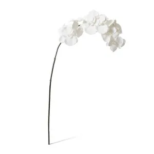 Phalaenopsis Orchid Stem - 20 x 8 x 112 cm by null, a Plants for sale on Style Sourcebook