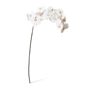 Phalaenopsis Orchid Stem - 20 x 8 x 112 cm by null, a Plants for sale on Style Sourcebook