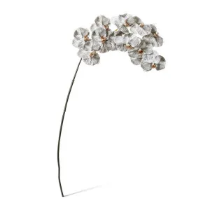 Phalaenopsis Orchid Stem - 20 x 8 x 112 cm by null, a Plants for sale on Style Sourcebook