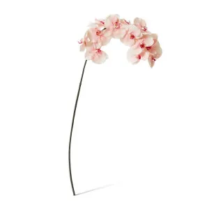 Phalaenopsis Orchid Stem - 20 x 8 x 112 cm by null, a Plants for sale on Style Sourcebook