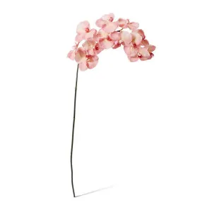 Phalaenopsis Orchid Stem - 20 x 8 x 112 cm by null, a Plants for sale on Style Sourcebook