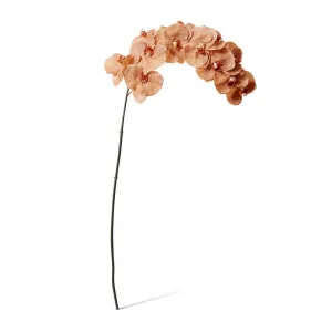 Phalaenopsis Orchid Stem - 20 x 8 x 112 cm by null, a Plants for sale on Style Sourcebook