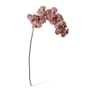 Phalaenopsis Orchid Stem - 20 x 8 x 112 cm by null, a Plants for sale on Style Sourcebook
