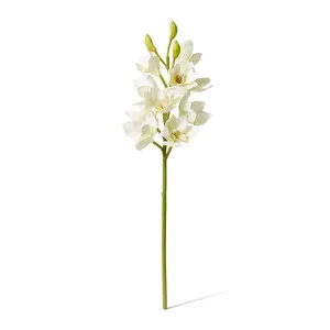 Orchid Cymbidium Spray - 18 x 18 x 61 cm by null, a Plants for sale on Style Sourcebook