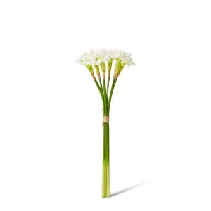 Paperwhite Flower Bundle - 13 x 13 x 43 cm by null, a Plants for sale on Style Sourcebook