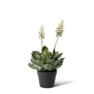 Cactus Flowering Plant Potted - 30 x 30 x 56 cm by null, a Plants for sale on Style Sourcebook