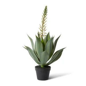 Aloe Flowering Plant Potted - 46 x 46 x 80 cm by null, a Plants for sale on Style Sourcebook