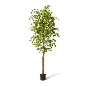 Ginkgo Tree - 90 x 90 x 244 cm by null, a Plants for sale on Style Sourcebook