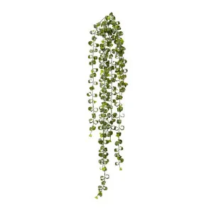 Indian Hoya Vine - 26 x 20 x 104 cm by null, a Plants for sale on Style Sourcebook
