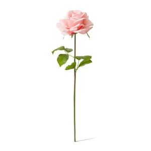 Rose Garden Short Stem (RT) - 14 x 12 x 45 cm by null, a Plants for sale on Style Sourcebook