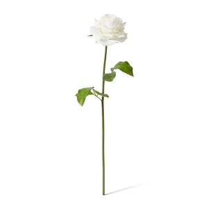 Rose Rambler Short Stem (RT) - 14 x 12 x 45 cm by null, a Plants for sale on Style Sourcebook