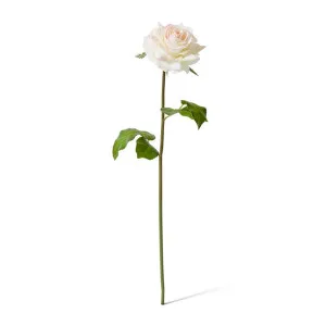 Rose Rambler Short Stem (RT) - 14 x 12 x 45 cm by null, a Plants for sale on Style Sourcebook