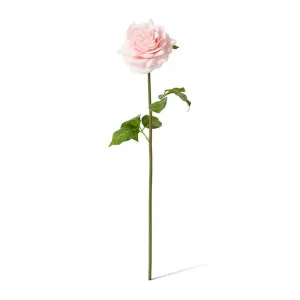 Rose Rambler Short Stem (RT) - 14 x 12 x 45 cm by null, a Plants for sale on Style Sourcebook
