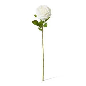 Rose Austin Stem (RT) - 22 x 14 x 66 cm by null, a Plants for sale on Style Sourcebook