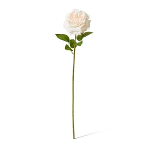 Rose Austin Stem (RT) - 22 x 14 x 66 cm by null, a Plants for sale on Style Sourcebook