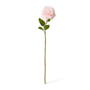 Rose Austin Stem (RT) - 22 x 14 x 66 cm by null, a Plants for sale on Style Sourcebook