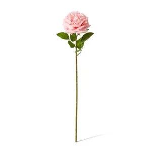 Rose Austin Stem (RT) - 22 x 14 x 66 cm by null, a Plants for sale on Style Sourcebook