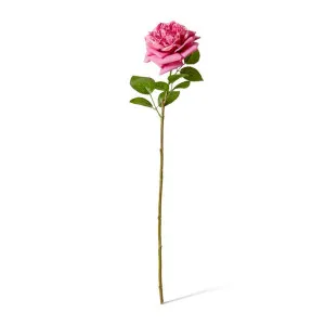 Rose Austin Stem (RT) - 22 x 14 x 66 cm by null, a Plants for sale on Style Sourcebook
