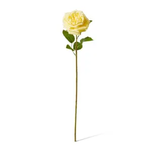 Rose Austin Stem (RT) - 22 x 14 x 66 cm by null, a Plants for sale on Style Sourcebook