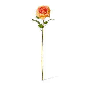 Rose Austin Stem (RT) - 22 x 14 x 66 cm by null, a Plants for sale on Style Sourcebook