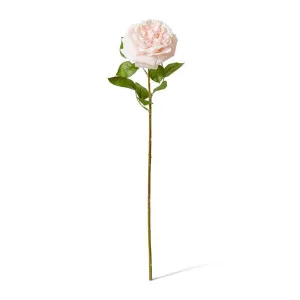 Rose Austin Stem (RT) - 22 x 14 x 66 cm by null, a Plants for sale on Style Sourcebook