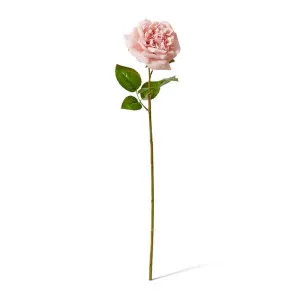 Rose Austin Stem (RT) - 22 x 14 x 66 cm by null, a Plants for sale on Style Sourcebook