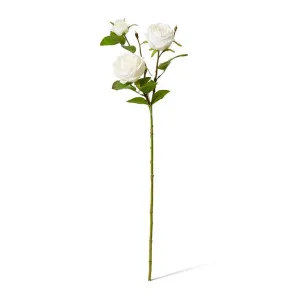 Rose Austin Spray (RT) - 24 x 16 x 78 cm by null, a Plants for sale on Style Sourcebook