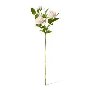 Rose Austin Spray (RT) - 24 x 16 x 78 cm by null, a Plants for sale on Style Sourcebook