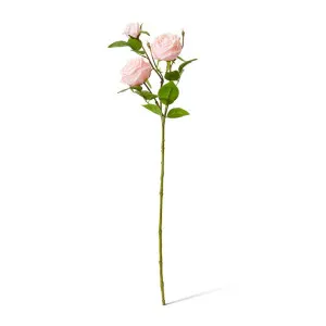 Rose Austin Spray (RT) - 24 x 16 x 78 cm by null, a Plants for sale on Style Sourcebook