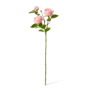 Rose Austin Spray (RT) - 24 x 16 x 78 cm by null, a Plants for sale on Style Sourcebook