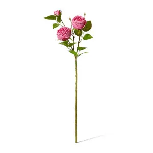 Rose Austin Spray (RT) - 24 x 16 x 78 cm by null, a Plants for sale on Style Sourcebook