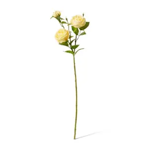 Rose Austin Spray (RT) - 24 x 16 x 78 cm by null, a Plants for sale on Style Sourcebook