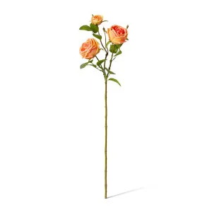 Rose Austin Spray (RT) - 24 x 16 x 78 cm by null, a Plants for sale on Style Sourcebook